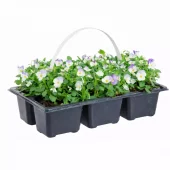 Stemor - Viola Småbl. 6pk