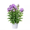 Phlox Paniculata 17 cm