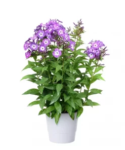 Phlox Paniculata 17 cm