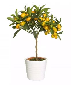 Citrus japonica - Kumquat 21 cm