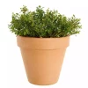 Krydder Thymus miks 14 cm