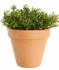 Krydder Thymus miks 14 cm