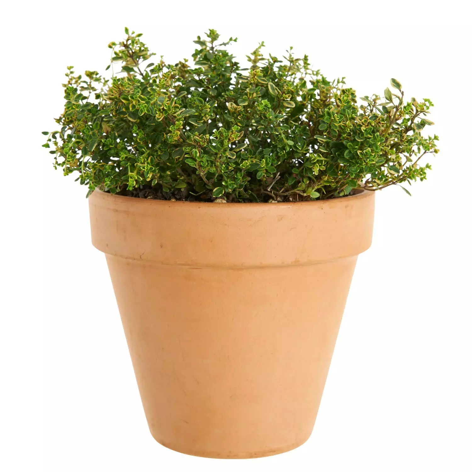 Krydder Thymus miks 14 cm