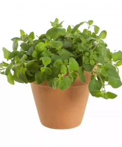 Krydder Origanum Vulgare 14 cm