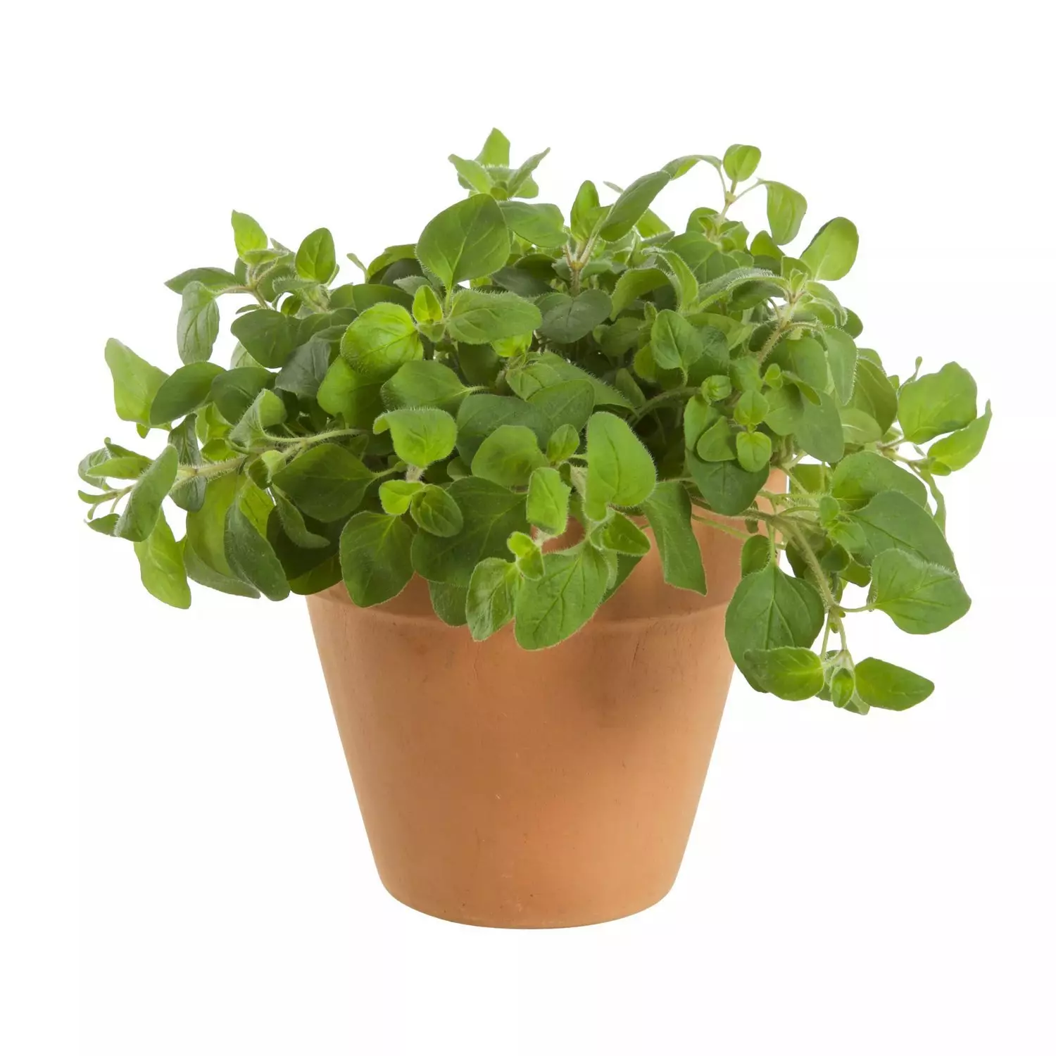 Krydder Origanum Vulgare 14 cm