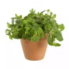 Krydder Origanum Vulgare 19 cm
