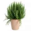 Krydder Rosmarinus 19 cm