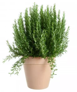Krydder Rosmarinus 19 cm
