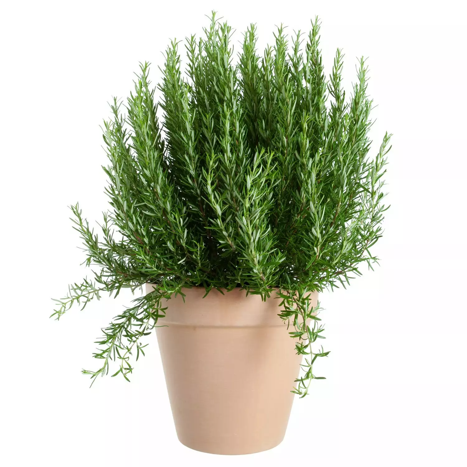 Krydder Rosmarinus 19 cm
