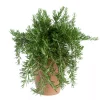 Krydder Rosmarinus 'Prostratus' 19 cm