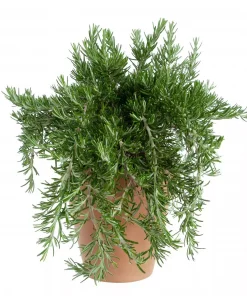 Krydder Rosmarinus 'Prostratus' 19 cm