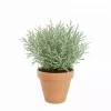 Krydder Lavandula Angustifolia 14 cm