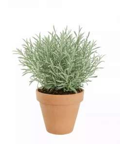 Krydder Lavandula Angustifolia 14 cm