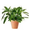 Krydder Salvia 19 cm