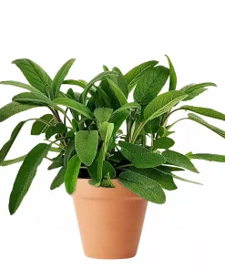 Krydder Salvia 19 cm