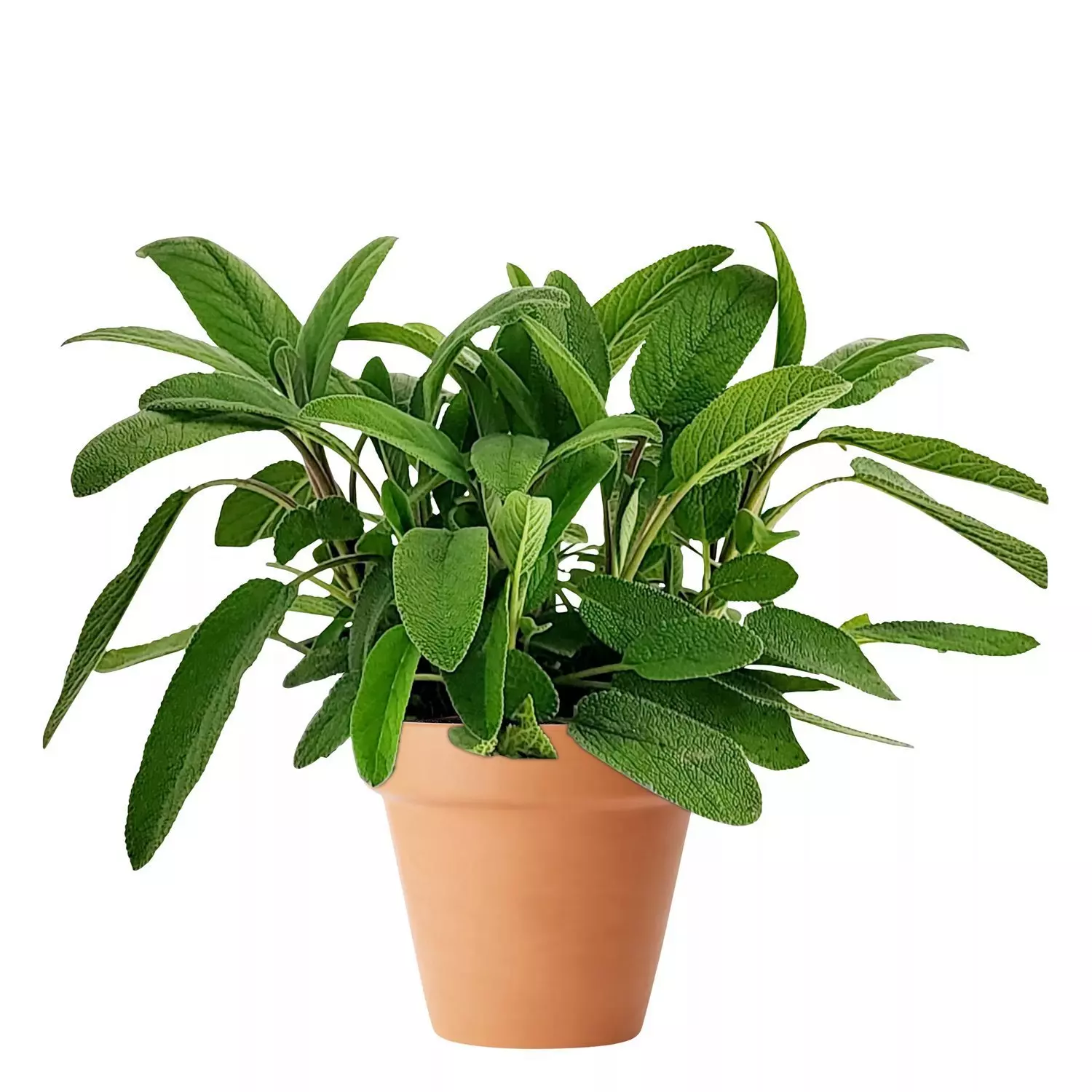 Krydder Salvia 19 cm