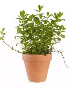 Krydder Mentha miks 14 cm
