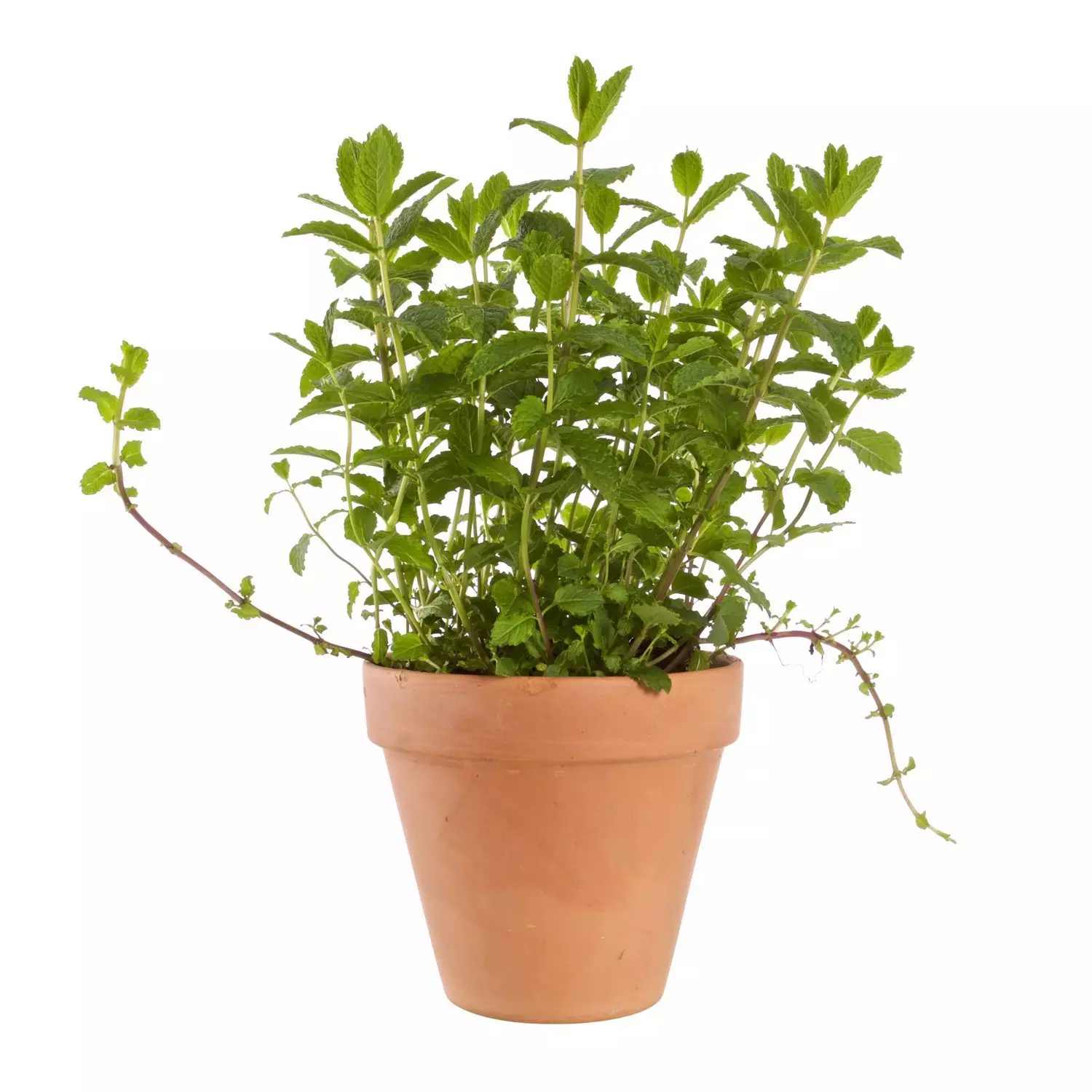 Krydder Mentha miks 14 cm
