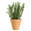 Krydder Rosmarinus 14 cm