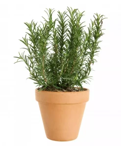 Krydder Rosmarinus 14 cm