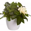 Gardenia 13 cm