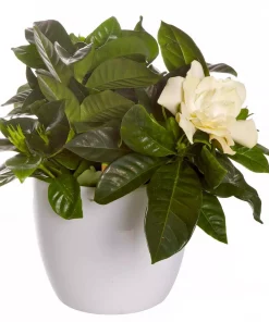 Gardenia 13 cm