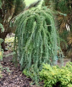 Larix kaemferi - Japansk lerk 19 cm