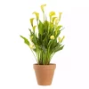 Zantedeschia - Calla 14 cm