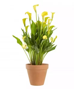 Zantedeschia - Calla 14 cm