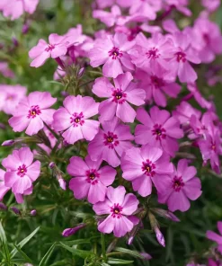 Phlox subulata - Vårfloks 17 cm