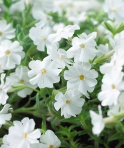 Phlox subulata - Vårfloks 13 cm