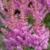 Astilbe - Japanspir 19 cm