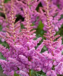 Astilbe - Japanspir 19 cm