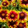 Gaillardia - Kokarde 17 cm