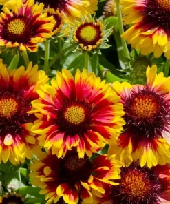 Gaillardia - Kokarde 17 cm