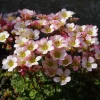 Saxifraga - Hagesildre miks 16 cm