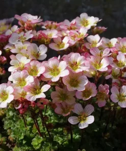 Saxifraga - Hagesildre miks 16 cm