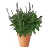 Salvia Nemorosa - Steppesalvie 17 cm