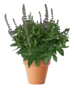 Salvia Nemorosa - Steppesalvie 17 cm
