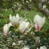 Magnolia miks 19 cm