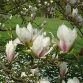 Magnolia miks 19 cm