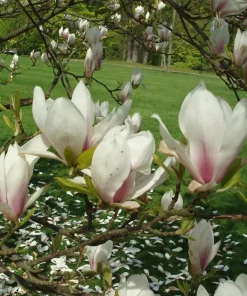 Magnolia miks 19 cm