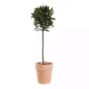 Laurus nobilis - Laurbær 19 cm oppstammet