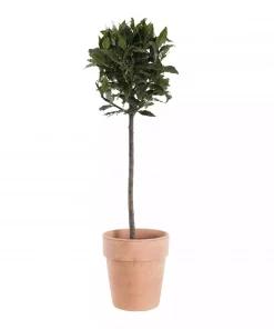 Laurus nobilis - Laurbær 19 cm oppstammet