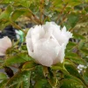 Paeonia Suffruticosa 'Xue Ta' - Trepion 21 cm