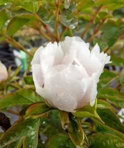 Paeonia Suffruticosa 'Xue Ta' - Trepion 21 cm