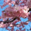 Prunus - Prydkirsebær 24 cm