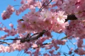 Prunus - Prydkirsebær 24 cm