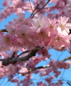 Prunus - Prydkirsebær 24 cm
