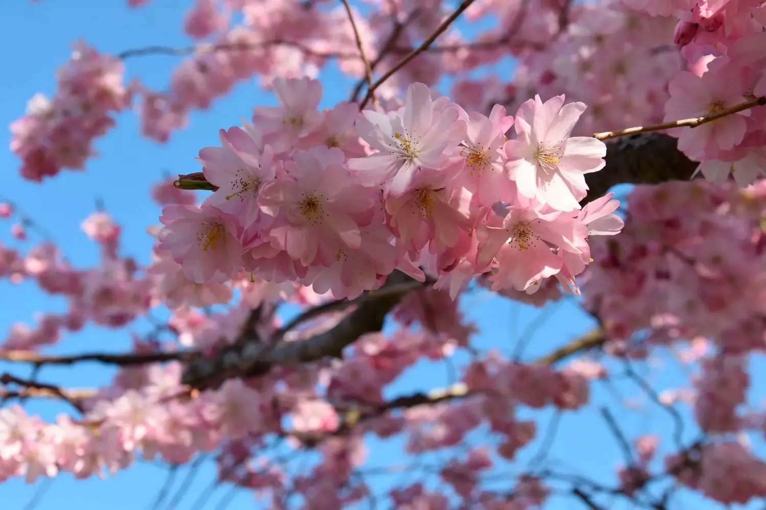 Prunus - Prydkirsebær 24 cm